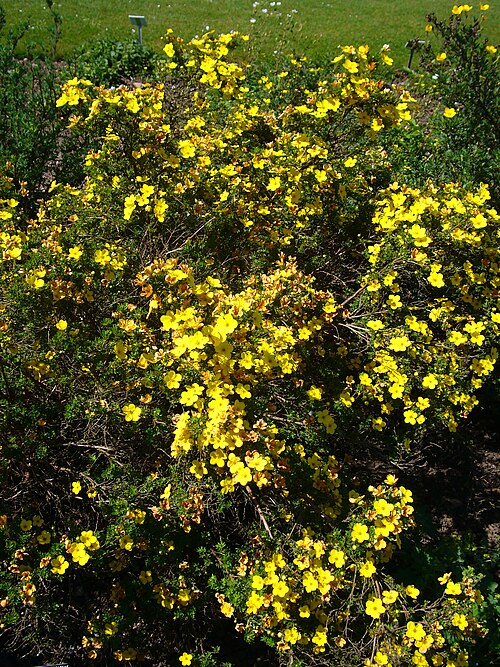 ����������� ��������