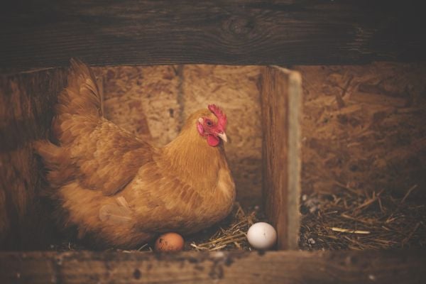 кокошка и яйца