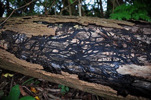 ����� ������ ����