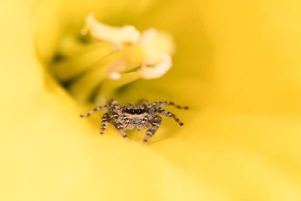 Паяк в жълт цвете