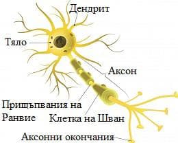 неврон