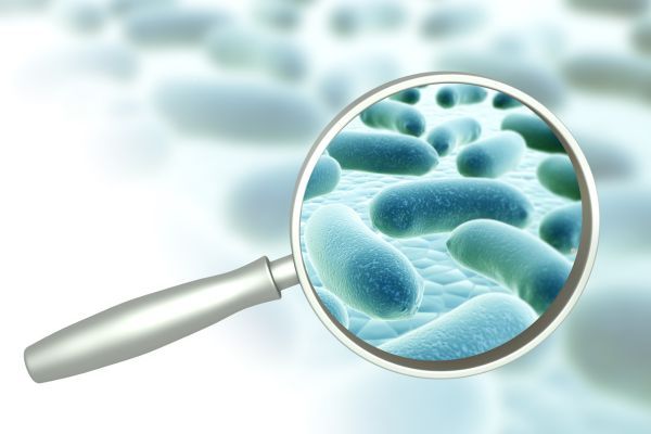 Candida auris не представлява заплаха за здравите хора супербактерия