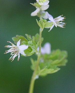 ����������� ��������