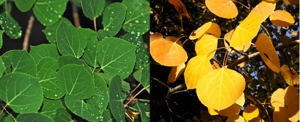 ������������ ������