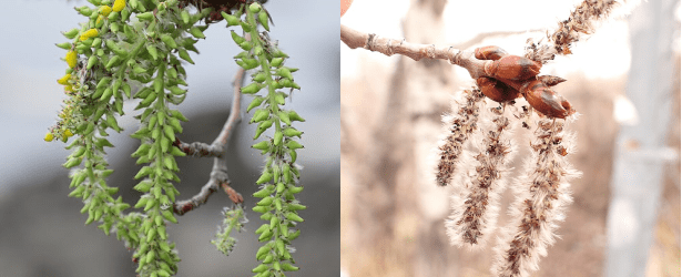 ������������ ������