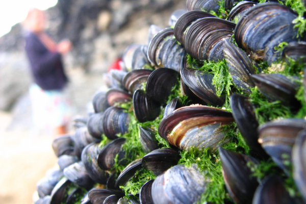 Благодарение на залепващото свойство на вид мида учени разработват микрогел с имуносупресанти, който предпазва присадените органи от отхвърляне купчинка миди