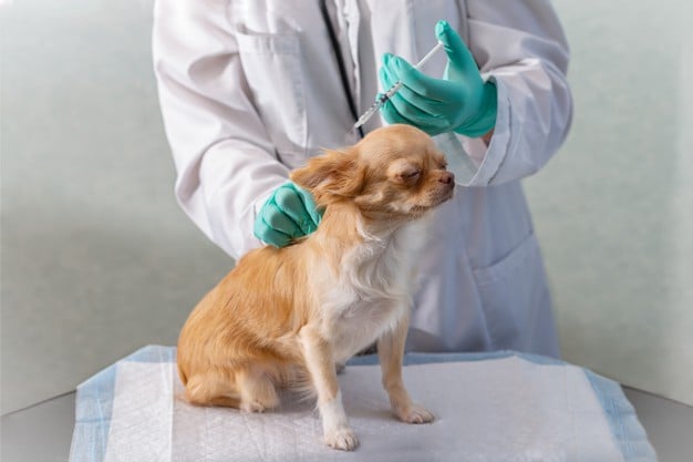 Ваксинация на куче