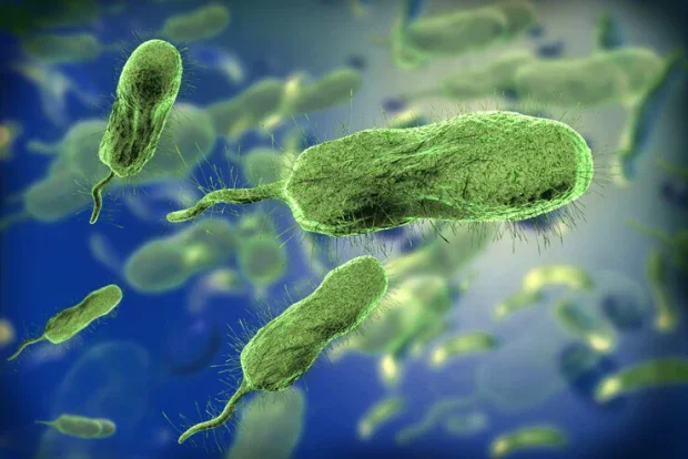   (Vibrio vulnificus)