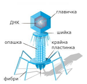  Bacteriophage