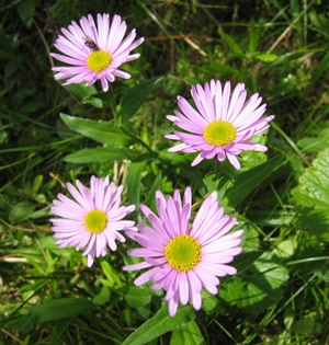 �������� �����