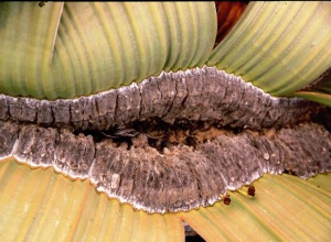 велвичия велвичия