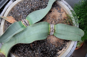 велвичия велвичия