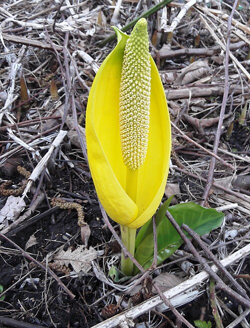блатен фенер блатен фенер
