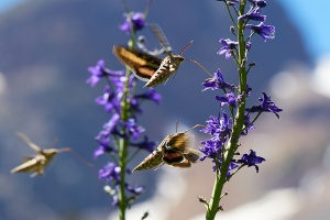 ��������� ������