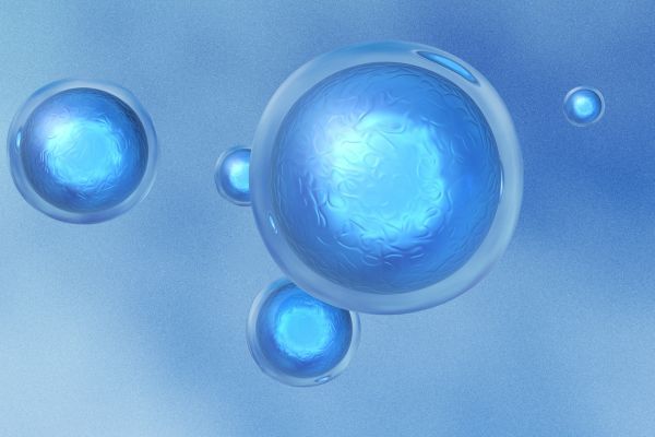 Отстраняването на „зомби“ клетките с помощта на сенолитични агенти намалява растежа на тумора Зомби клетки