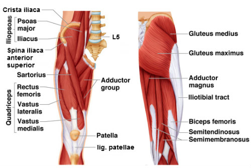 Muskuli Na Bedroto Musculi Femoris Anatomiya