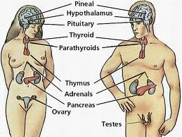 Endokrinna Sistema Systema Incretoruis Anatomiya