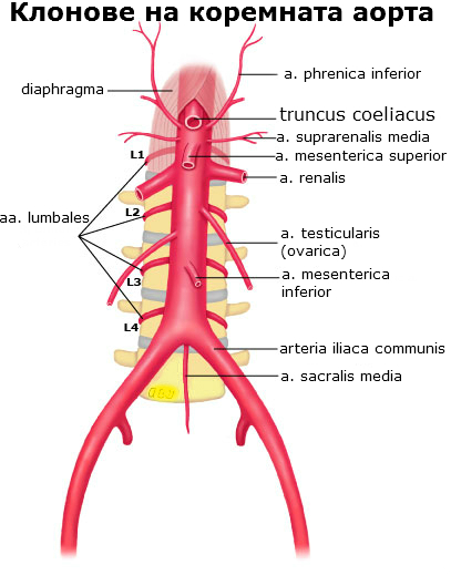 Klonove Na Koremnata Aorta Anatomiya