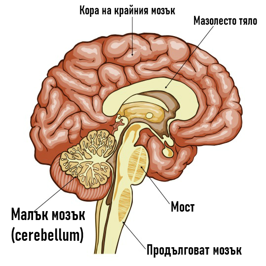 Malk Mozk Cerebellum Anatomiya