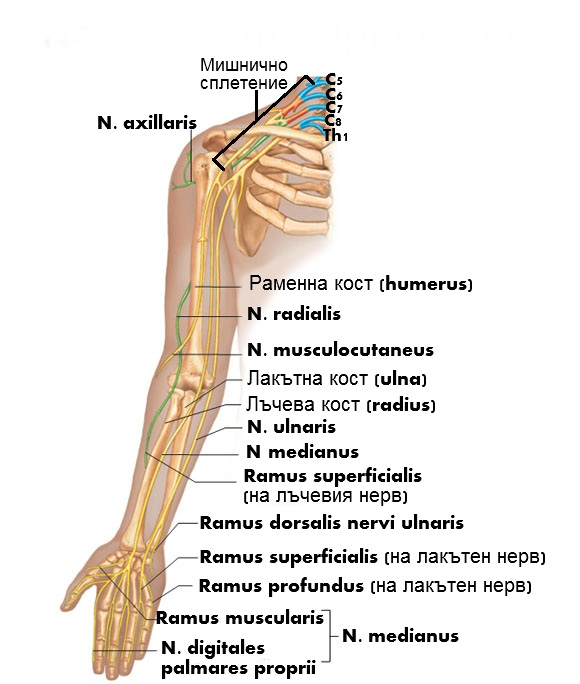 Nervi Na Svobodniya Goren Krajnik Anatomiya