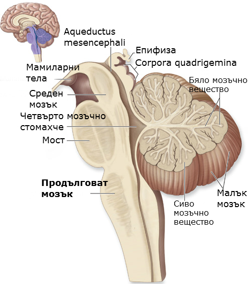 Prodlgovat Mozk Medulla Oblongata Anatomiya