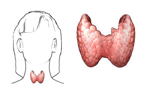 Histologichno Ustrojstvo Na Shitovidnata Zhleza I Parashitovidnite Zhlezi Anatomiya