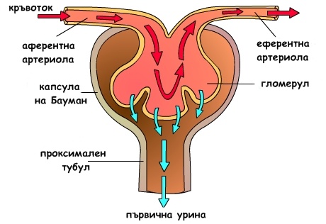 Glomerulna Filtraciya Fiziologiya