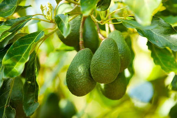 Запознайте се с 5 ползи на листата от авокадо | Здравни съвети Framar.bg