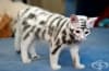 22 великолепни котки, които ще ви хипнотизират със своята красота