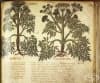 Дакийски и тракийски лечебни растения, описани от Доискорид в "De materia medica", 2 част