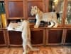 15 странни домашни любимци, които остават завинаги в историята