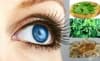 Билки и натурални продукти срещу катаракта