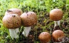 Агарикус блазей, Агарик блазей, Бразилска печурка