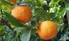 Горчив портокал, Севилски портокал, Кисел портокал