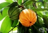 Гарциния камбоджа, Индийска ягодка