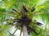 Кокосова палма