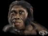 Australopithecus sediba  -      