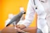Лекар прелива папагалска кръв на пациент заради телефонни смущения