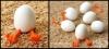 Декорация с варени яйца: излюпване на пиленца