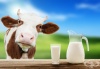 9 факта за краве млякото, които противоречат на общоприетите и ще ви изненадат