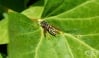Вид оса унищожава хлебарките повече от 25 милиона години 