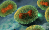 Вирус на вариолата