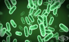 Наследственост и изменчивост при бактериите