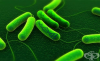 Носители на генома при бактериите