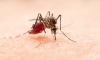 Климатичните промени ще увеличат риска от потенциално смъртоносните болести, пренасяни от комари