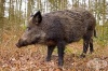 Откриха заразено с трихинелоза месо от диви прасета в Ловешко