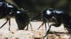 Руски учени откриха рядък антибиотик в мравки