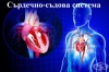 Устройство и функция на сърдечния мускул