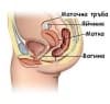 Функция на женска репродуктивна система