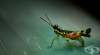 Ентомофобия – ирационален страх от насекоми